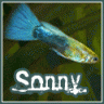 Sonny