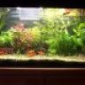 Aquarierern