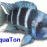 AquaTon