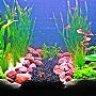 AquaNine