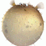 Puderpuff