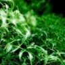 DeepGreen