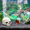 Katfisch