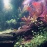 AquaLala