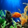 Aquariumsliebhaber