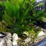 AquariumNeuling
