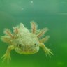 axolotlmax