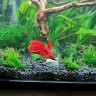 FischiLiebe