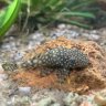 Aquarium Anfänger