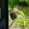 Fishii
