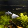 alykeepsfish