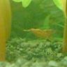 platterfisch