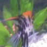 Helmut
