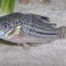 YenLoWang
