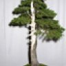 bonsai