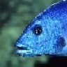 "Nimbochromis&quot