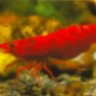 Redfire