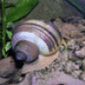 Apfelschnecke77