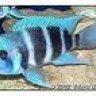 BarschMike