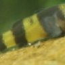 Gobiidae