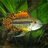 Apisto