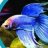 Betta fan