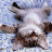 catz426