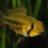 Flow_runner