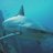 The Shark