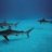 Carcharhinus