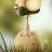 Funbird
