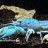 Clarkii
