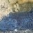 Ancistrus dolichopterus89