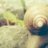 Posthornschnecke
