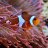 Aquariumfische55