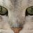 katzenbande