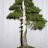 bonsai