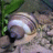 Apfelschnecke77