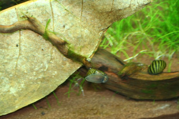 IMG_Schnecke.JPG