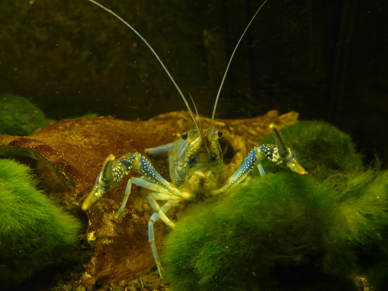 p1000096.jpg