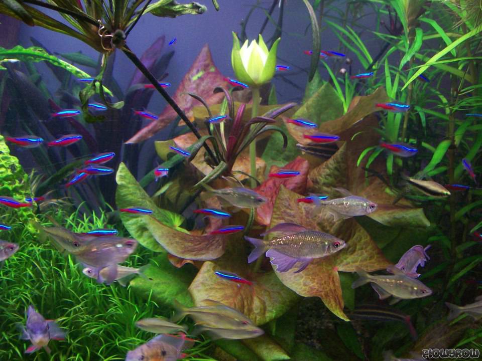 www.flowgrow.de