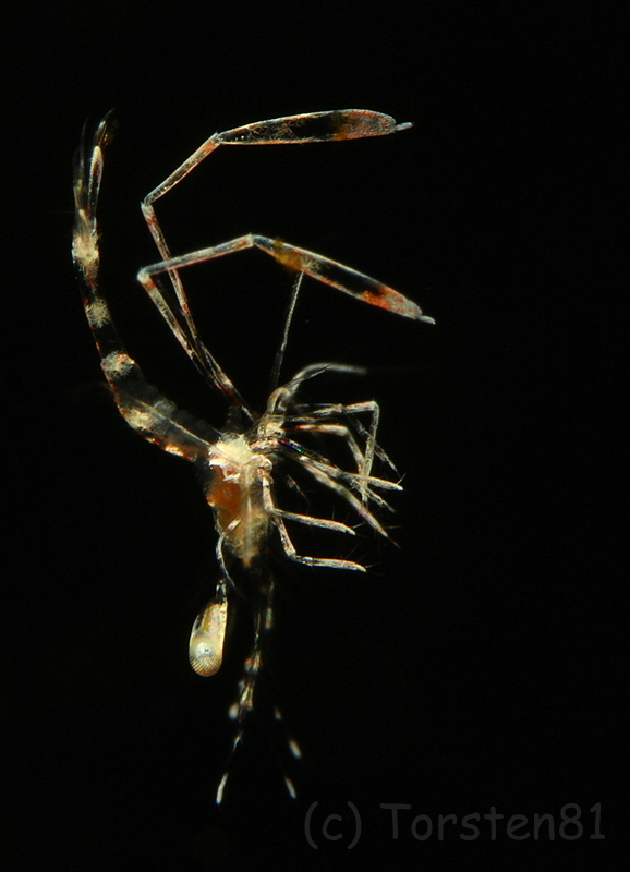 27774743ca.jpg