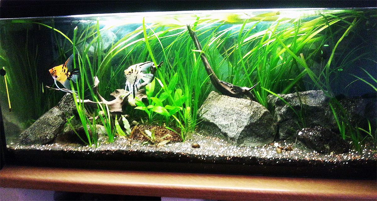 240l-08-2019.jpg