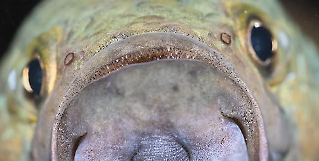 macro-1.jpg