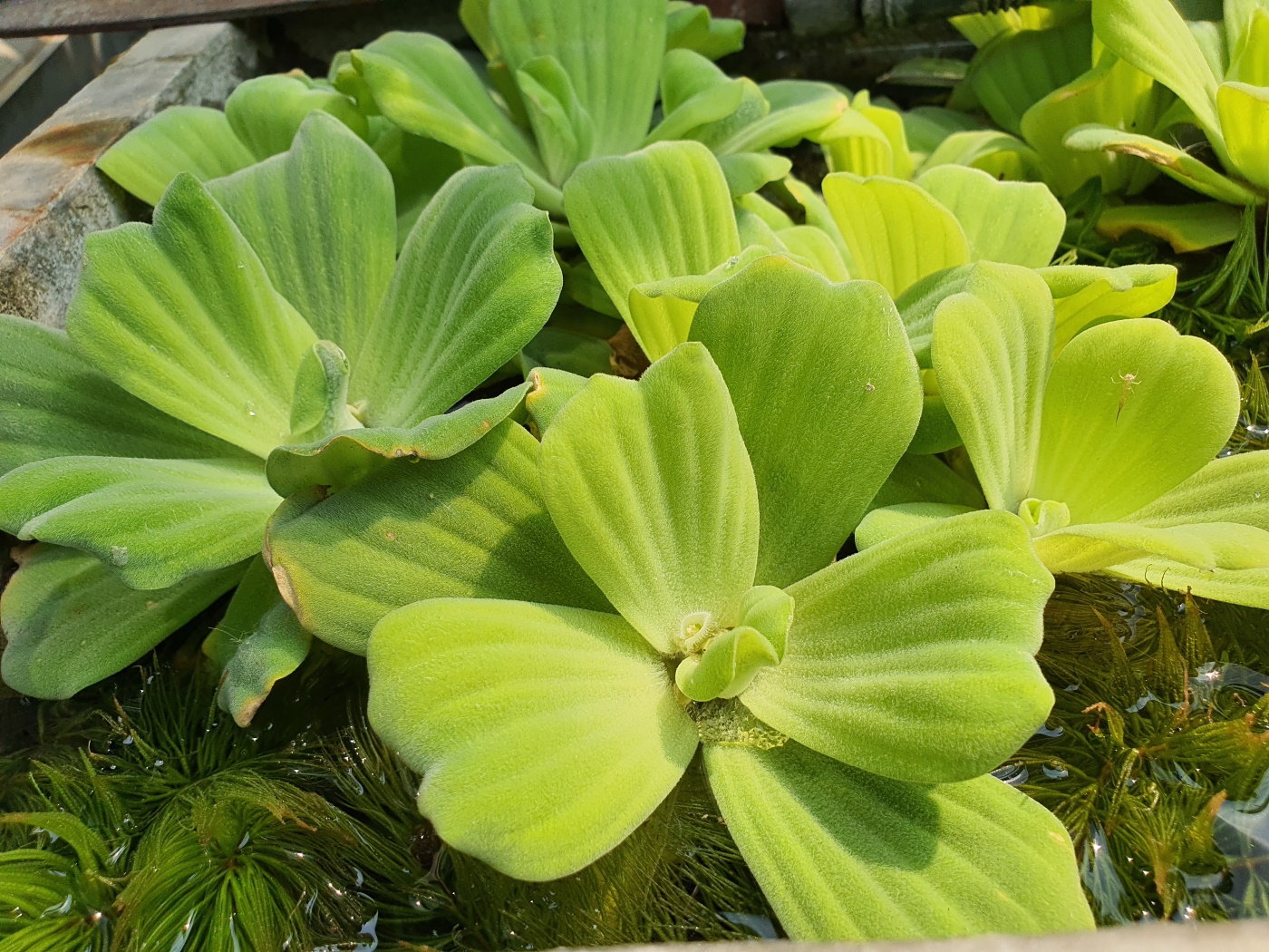www.gartenteich-ratgeber.com