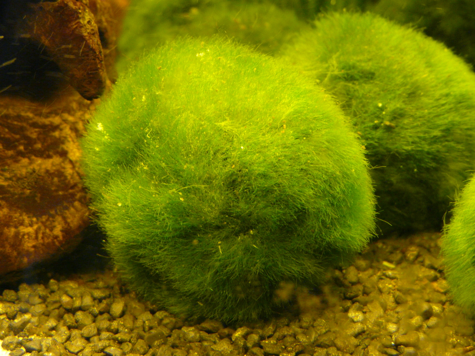 p1000098.jpg