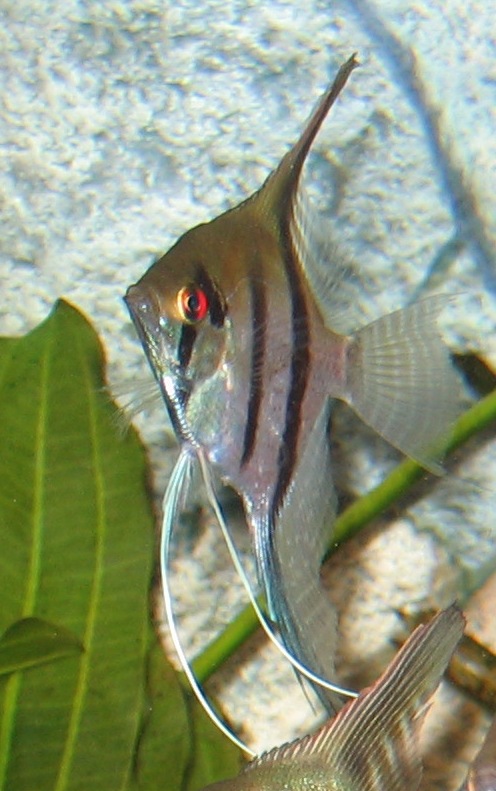 SKALAR03.JPG