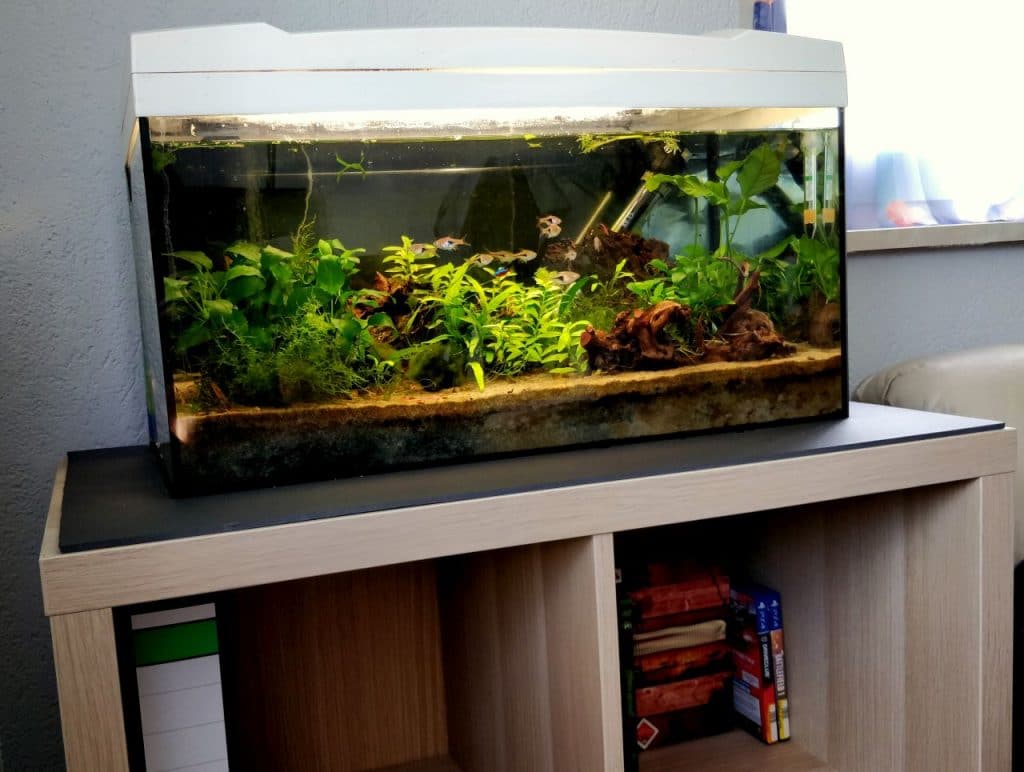 aquarium-fische-pflanzen.de