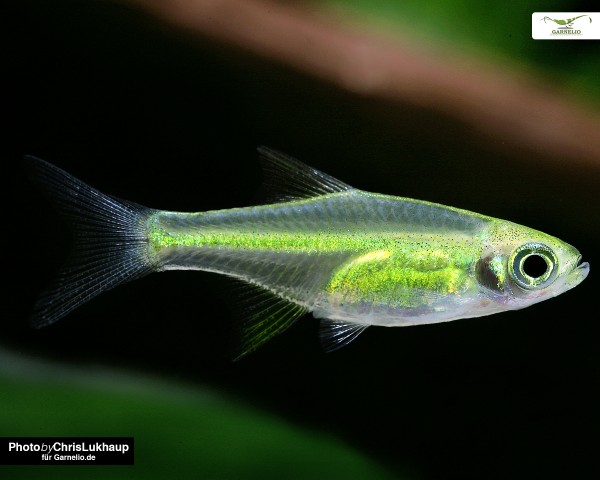 Green Neon Zwergrasbora - Microdevario kubotai