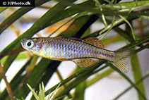 www.fishbase.se